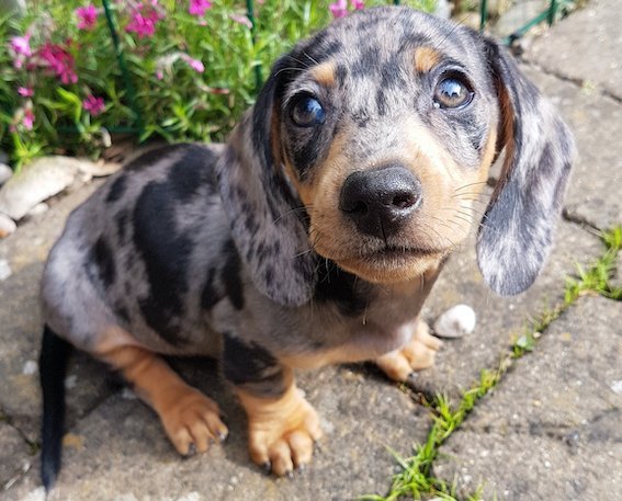 Training Your Dachshund, Tips for Success
