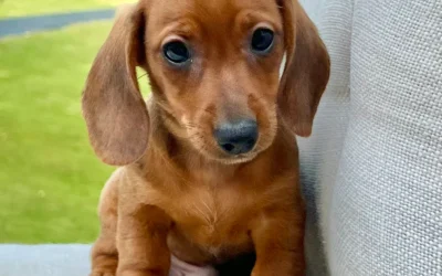 Dachshund Health: Common Genetic Issues and How to Prevent Them