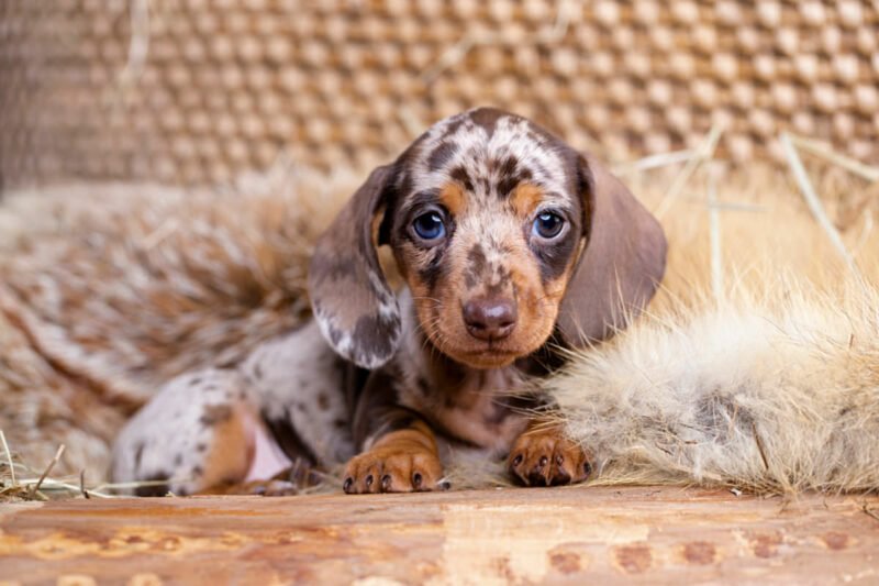 The Unique Traits of Dachshunds: What Makes Them Special