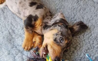 Fun Activities and Games for Your Dachshund